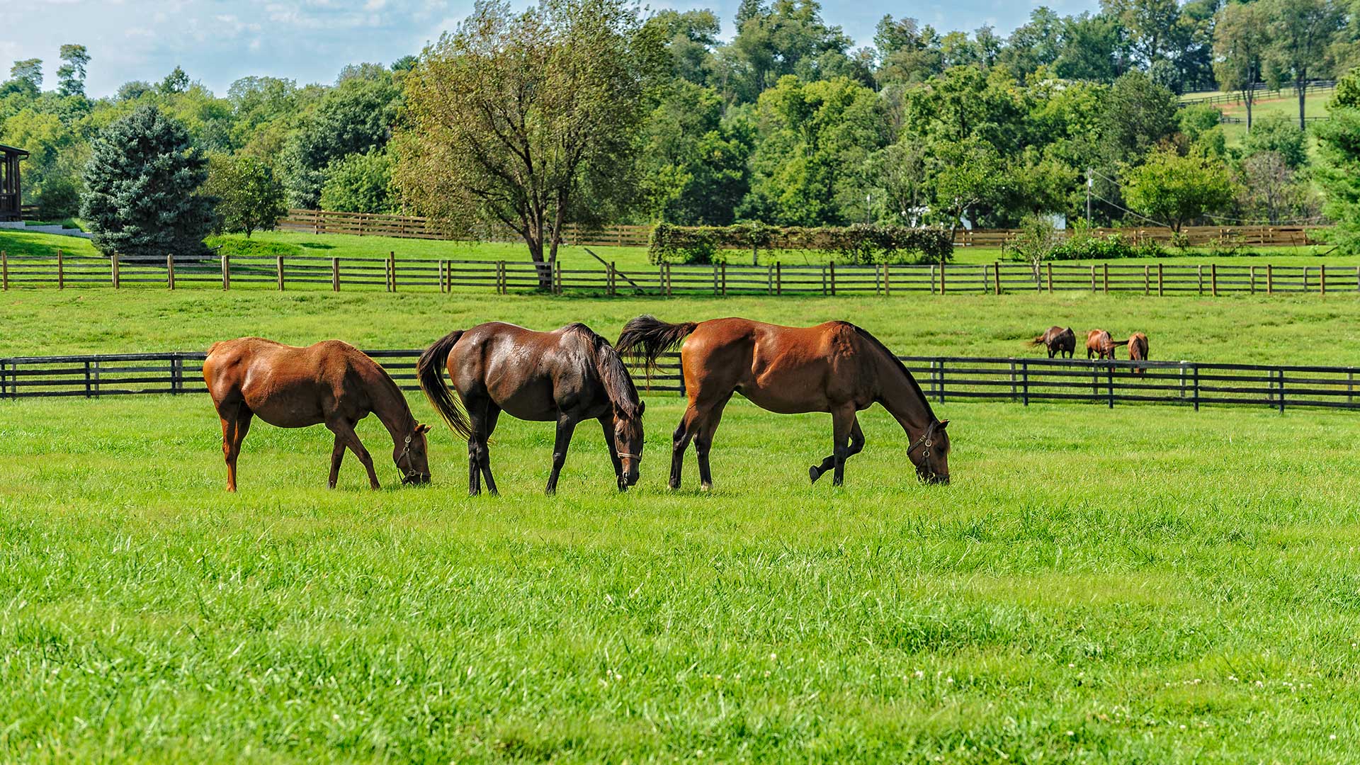 Jupiter Farms